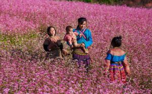 Ngắm cánh đồng hoa tam giác mạch