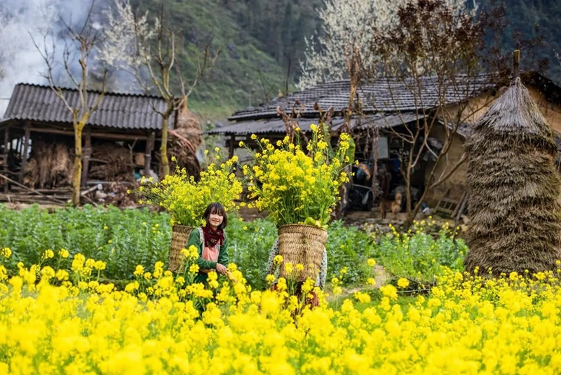 Khám phá đồi hoa cải vàng